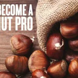 Become a chestnut pro