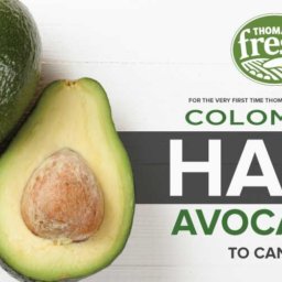 Colombian hass avocados coming to Canada
