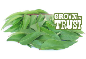 Curry Leaves - Grown in Trust