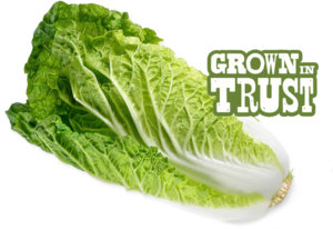 Nappa Cabbage - Grown in Trust