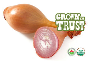 Organic Shallots - Grown in Trust